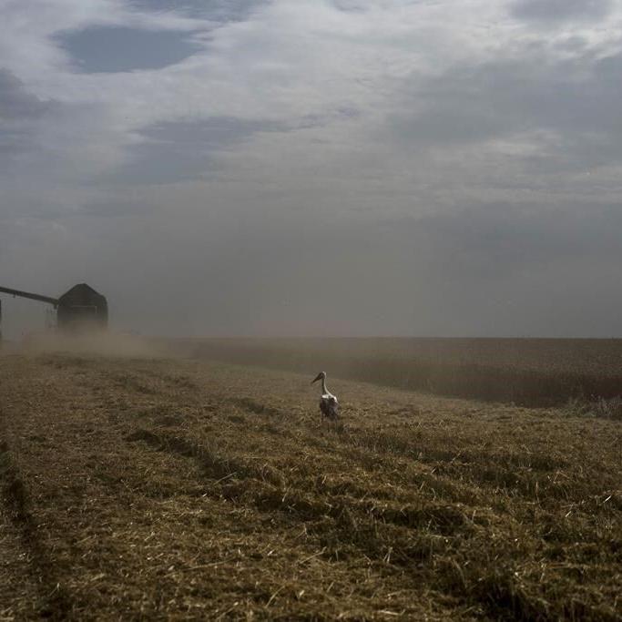 Global food prices declined from record highs in 2022, the UN says. Except for these two staples
